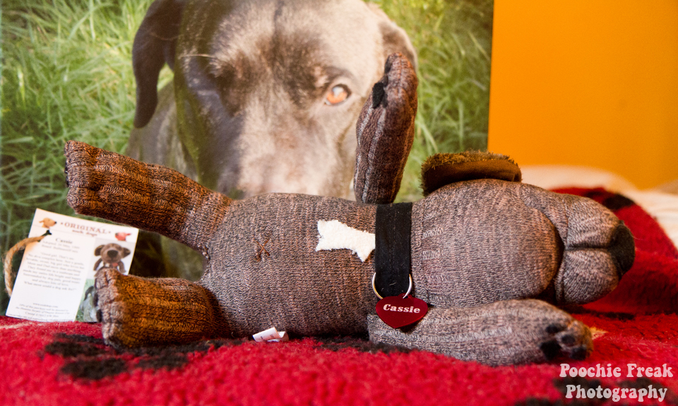 Original Sock Dogs, Pet Photography UK, Cassie