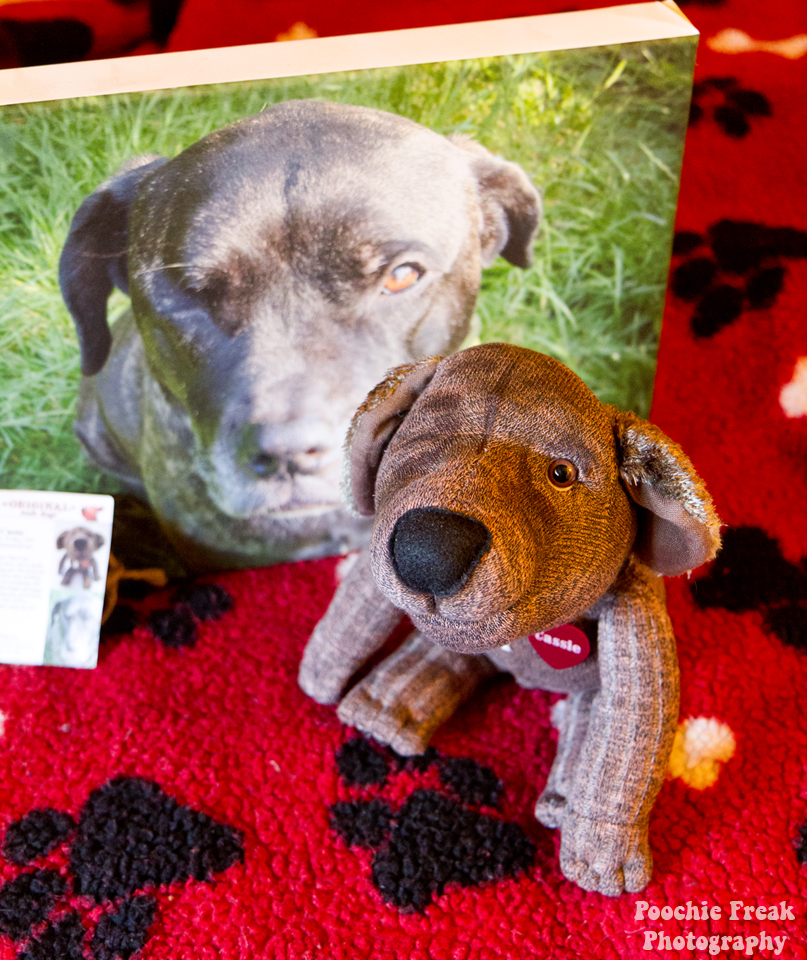 Original Sock Dogs, Pet Photography UK, Cassie