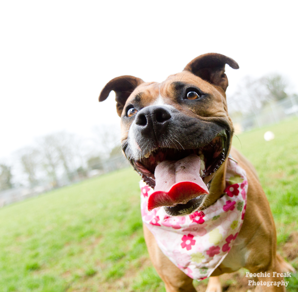 Pet Photography, Dog Photographer, Nina, BCDH, Bath Cats & Dogs Home, Staffie