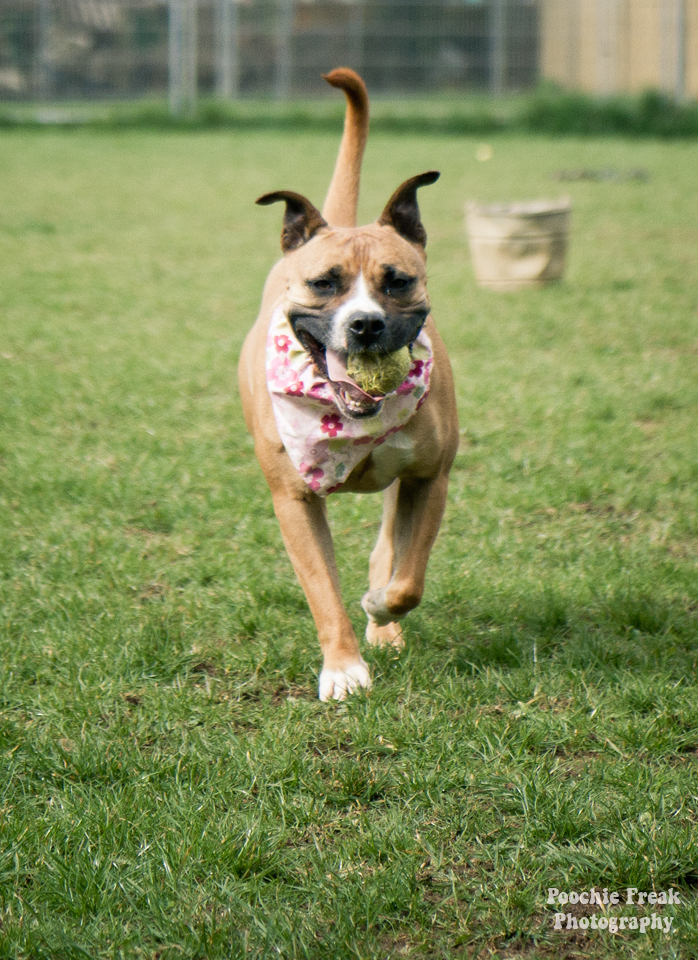 Pet Photography, Dog Photographer, Staffie, Nina, BCDH, Bath Cats & Dogs Home