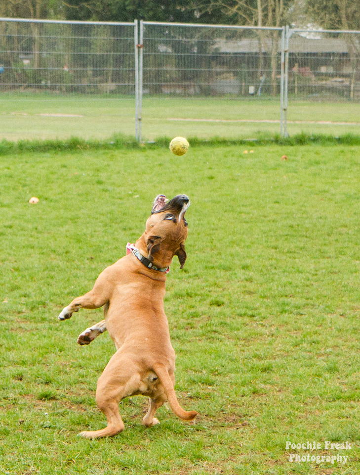 Pet Photography, Dog Photographer, Nina, BCDH, Bath Cats & Dogs Home, Staffie