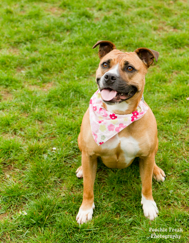 Pet Photography, Dog Photographer, Nina, BCDH, Bath Cats & Dogs Home, Staffie