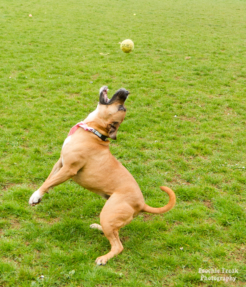 Pet Photography, Dog Photographer, Nina, BCDH, Bath Cats & Dogs Home, Staffie