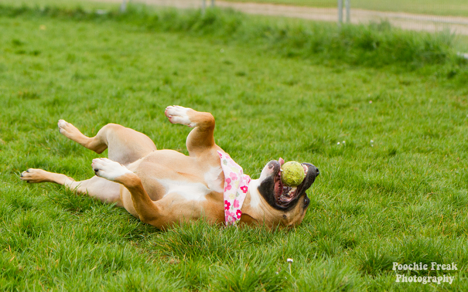 Pet Photography, Dog Photographer, Nina, BCDH, Bath Cats & Dogs Home, Staffie