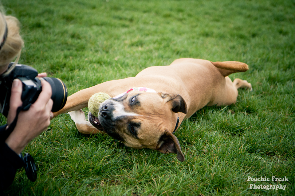 Pet Photography, Dog Photographer, Nina, BCDH, Bath Cats & Dogs Home, Staffie