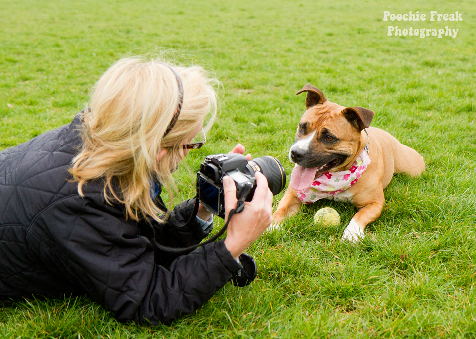 Pet Photography, Dog Photographer, Nina, BCDH, Bath Cats & Dogs Home, Staffie