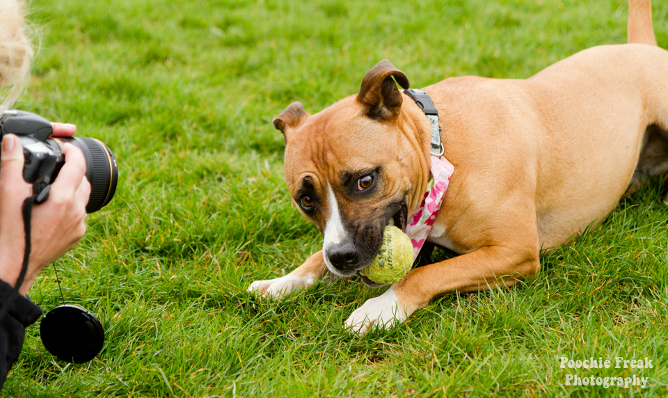 Pet Photography, Dog Photographer, Nina, BCDH, Bath Cats & Dogs Home, Staffie