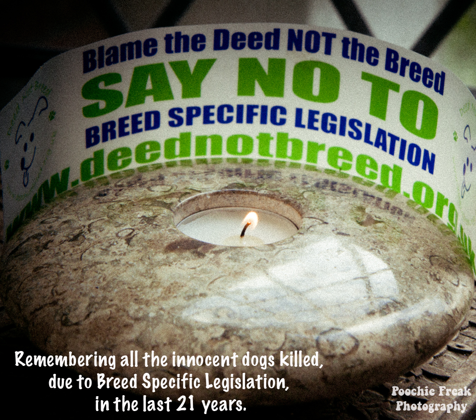 Dangerous Dogs Act, DDA, Breed Specific Legislation, BSL, dogs, Deed Not Breed