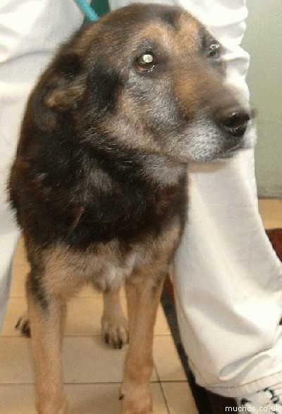 Sweetie, dog rescue, Oldie