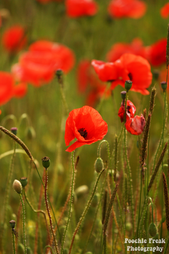 Poppy, Remembrance Sunday