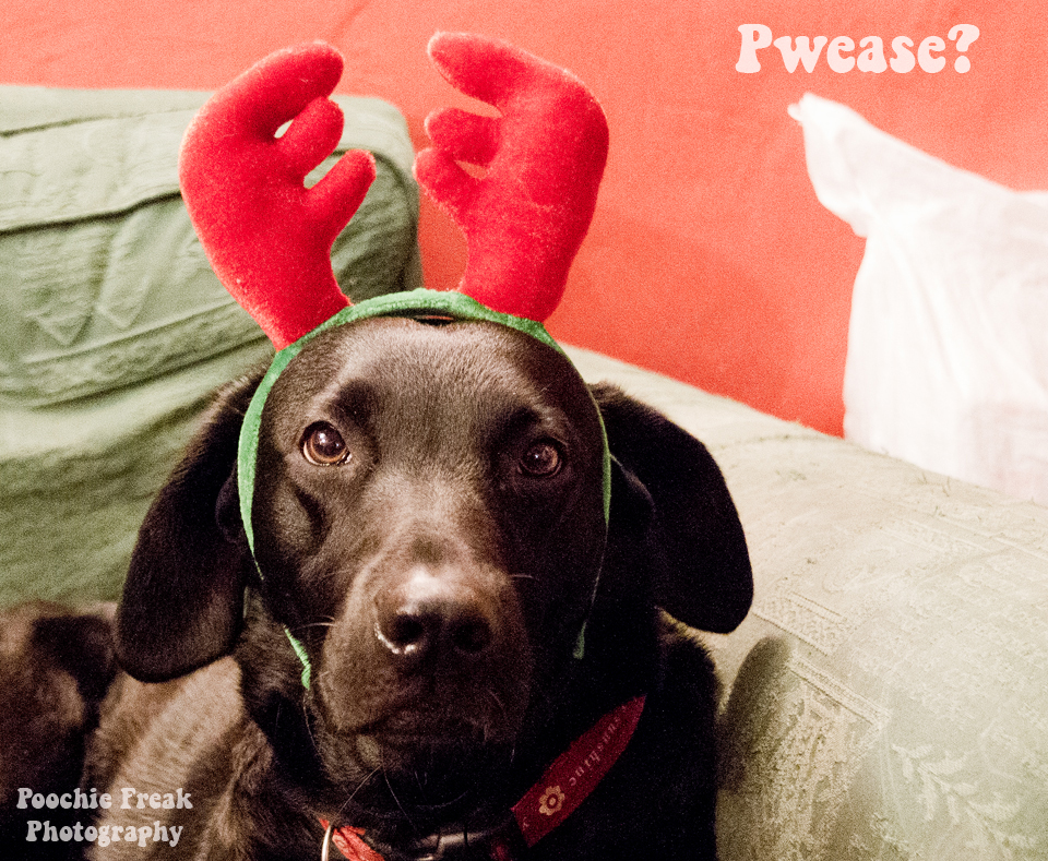 Minnie, Labrador, Antlers, Christmas, rescue dog, GJW Titmuss