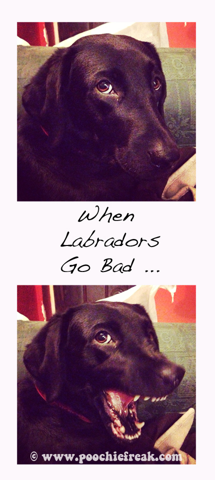 When Labradors Go Bad, Pet Photographer, Pet Photography UK, black Labs