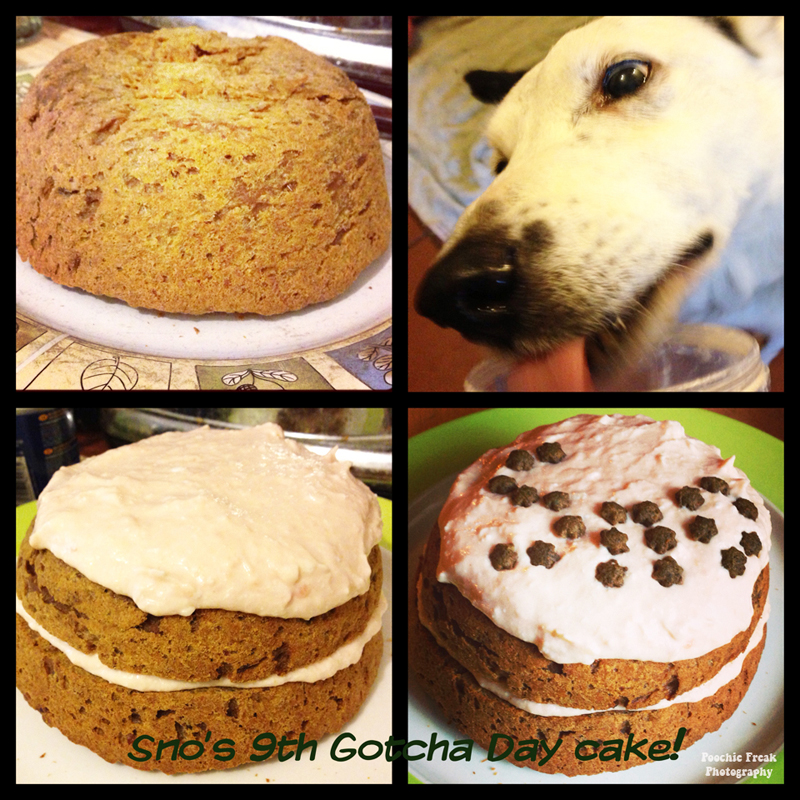 Gotcha Day, cake, Bath Cats & Dogs Home, Pet Photography