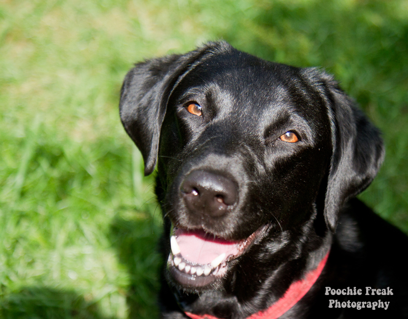 Labrador, black Lab, Retriever, Pet Photography, Poochie Freak, Rescue Dog, Sunshine