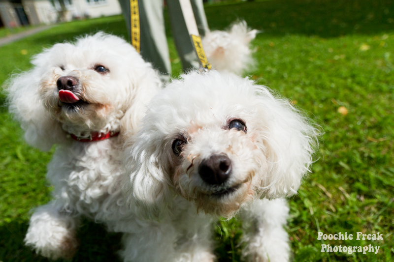 Oldies Club, dog rescue, rescue dogs, Poodles, Lady, JoJo, adoption, pet photography