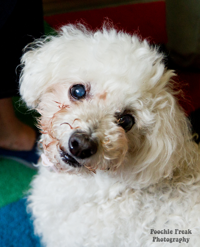 Oldies Club, dog rescue, rescue dogs, Poodles, Lady, JoJo, adoption, pet photography