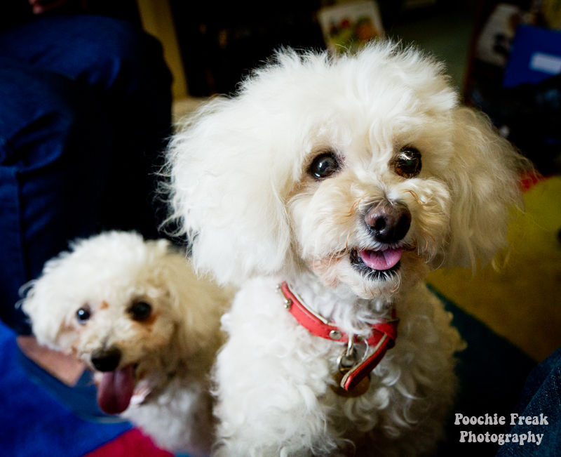 Oldies Club, dog rescue, rescue dogs, Poodles, Lady, JoJo, adoption, pet photography