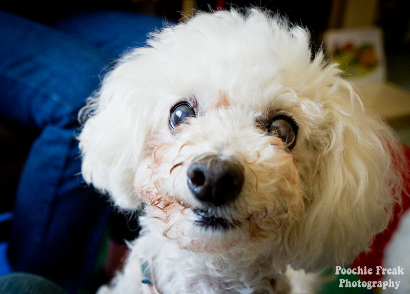 Oldies Club, dog rescue, rescue dogs, Poodles, Lady, JoJo, adoption, pet photography
