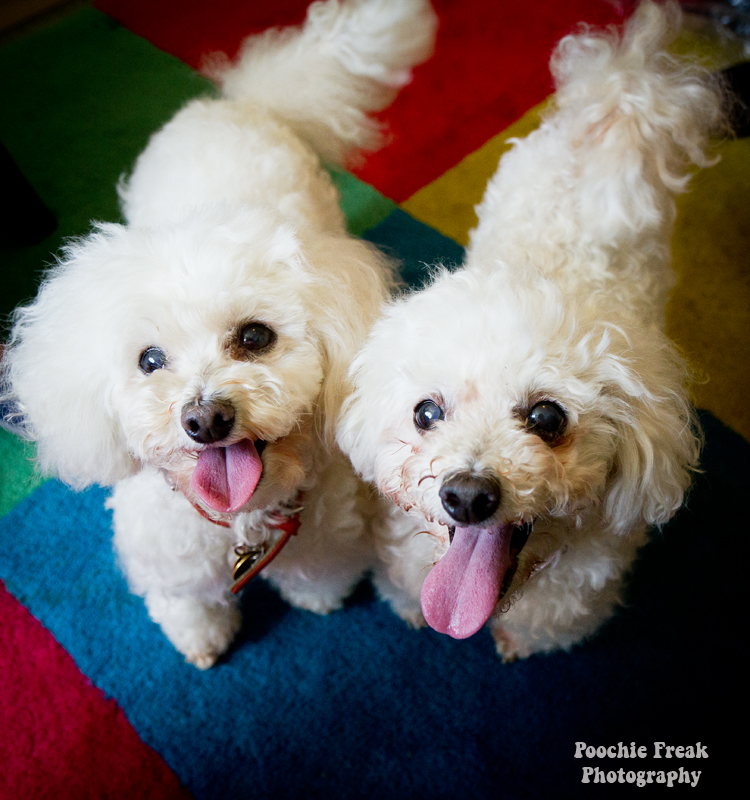 Oldies Club, dog rescue, rescue dogs, Poodles, Lady, JoJo, adoption, pet photography Oldies Club, dog rescue, rescue dogs, Poodles, Lady, JoJo, adoption, pet photography