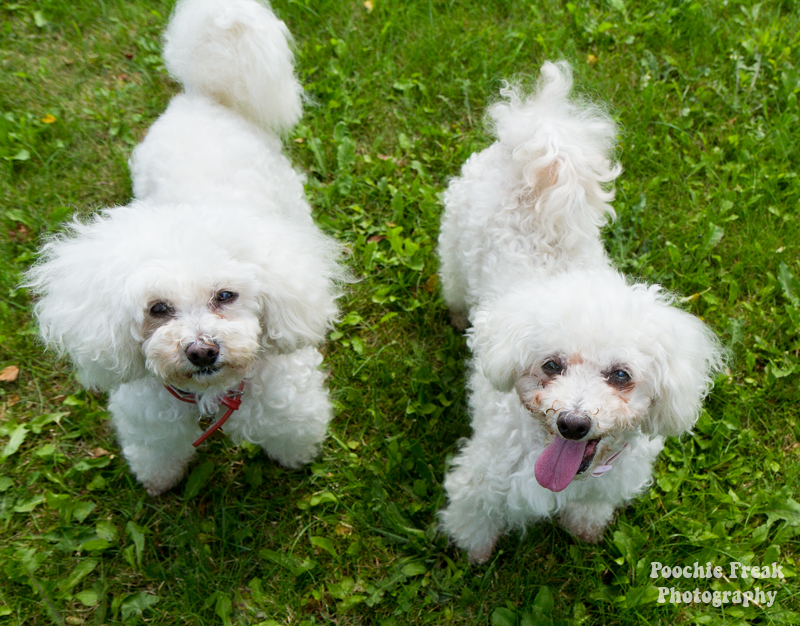 Oldies Club, dog rescue, rescue dogs, Poodles, Lady, JoJo, adoption, pet photography