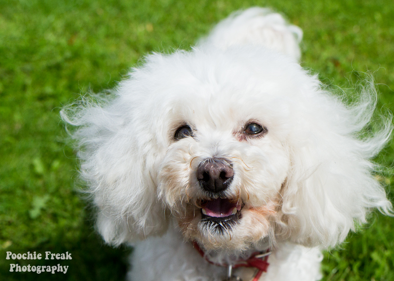 Oldies Club, dog rescue, rescue dogs, Poodles, Lady, JoJo, adoption, pet photography