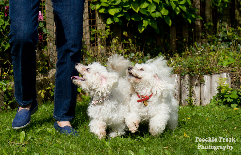 Oldies Club, dog rescue, rescue dogs, Poodles, Lady, JoJo, adoption, pet photography