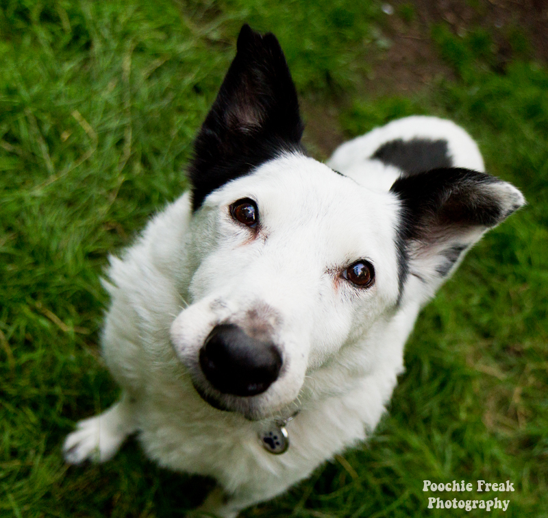 Rescue dog, rescue dog pledge, dog rescue, collie, bath cats & dogs home, rescue, oldies club, dogs trust, stray survey