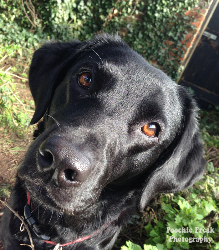 Sunshine, gotcha day, rescue dog, Labrador, black Lab