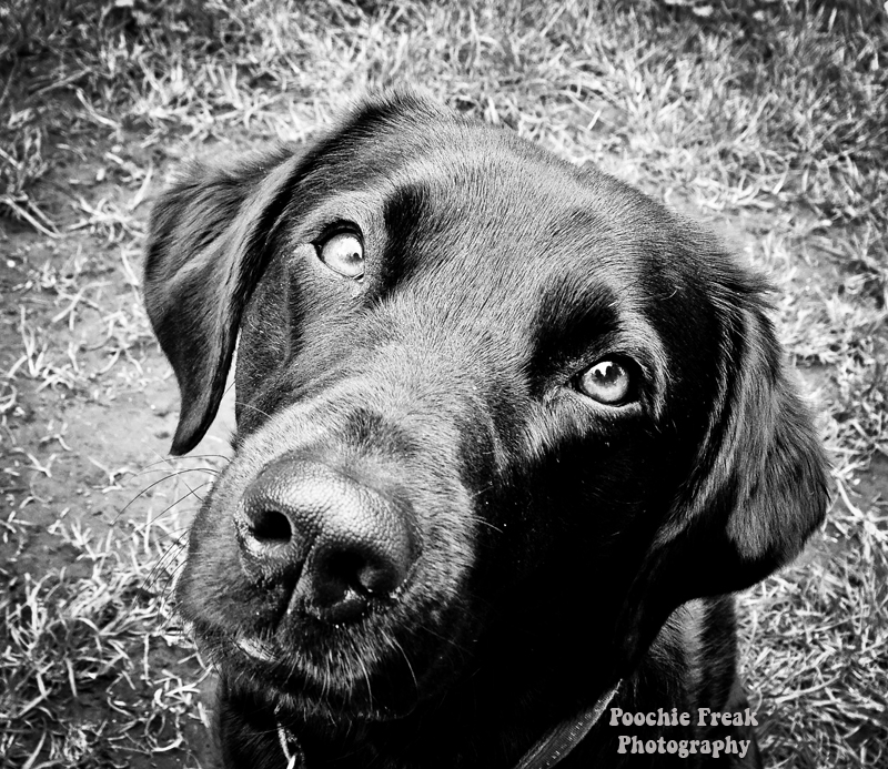 Cloning, £60,000 puppy, adoption, Labrador, Retriever, black Lab, rescue