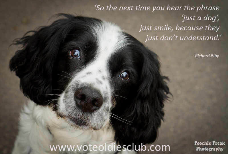 Oldies Club, voting, direct debit, big break, competition, dog rescue, charity, springer spaniel