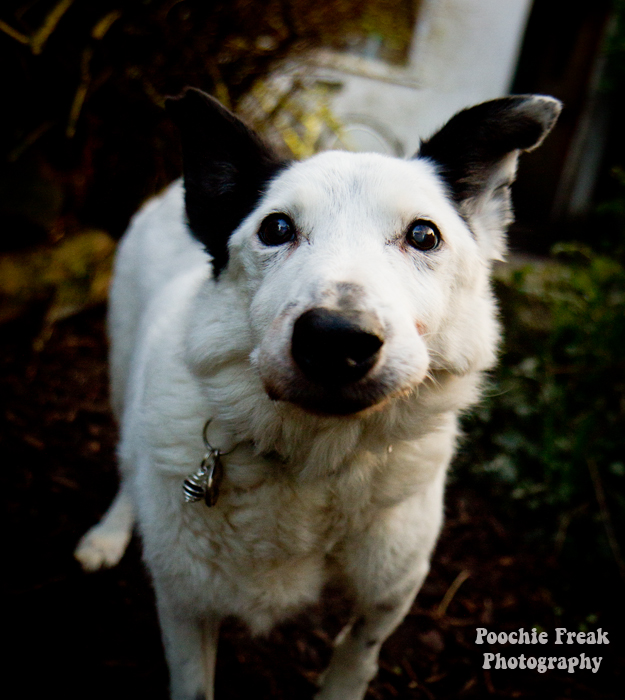 Pet Photography, Woof Factor, Oldies Club, Bath Cats & Dogs Home, Collie, rescue dog