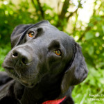 Black Dog, national black dog day, rescue, adopt don't shop, labrador, rescue dog