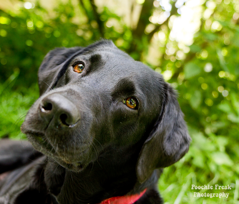 Black Dog, national black dog day, rescue, adopt don't shop, labrador, rescue dog