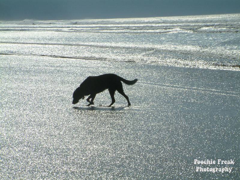 Mr Moo on Beach - Shimmer 800