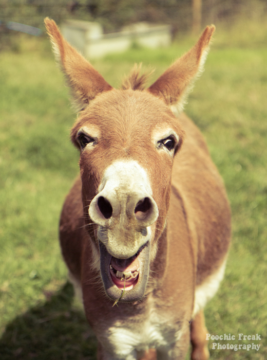 Donkey Reiki