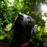 Minnie, Woof Factor, rescue, Oldies Club, labrador, photo competition