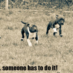 Volunteering - someone has to do it, rescue, adopt, dog, fundraising, foster, staffie