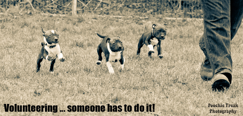 Volunteering - someone has to do it, rescue, adopt, dog, fundraising, foster, staffie