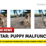 Dogstar Foundation, puppy, COVID-19