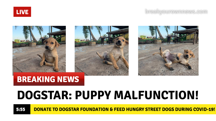Dogstar Foundation, puppy, COVID-19