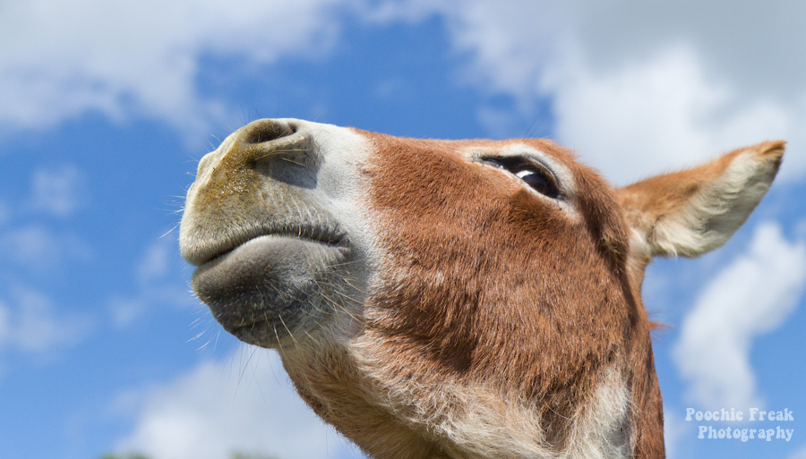 Donkey, pet photography, pet photographer UK, dog photographer