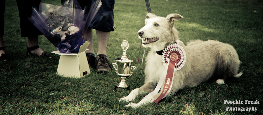 Pet photography, pet photographer UK, Bath Cats & Dogs Home, dog photographer, Best in Show, Lurcher