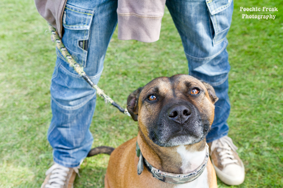 Pet photography, pet photographer UK, Bath Cats & Dogs Home, dog photographer, Staffie, Staffordshire Bull Terrier