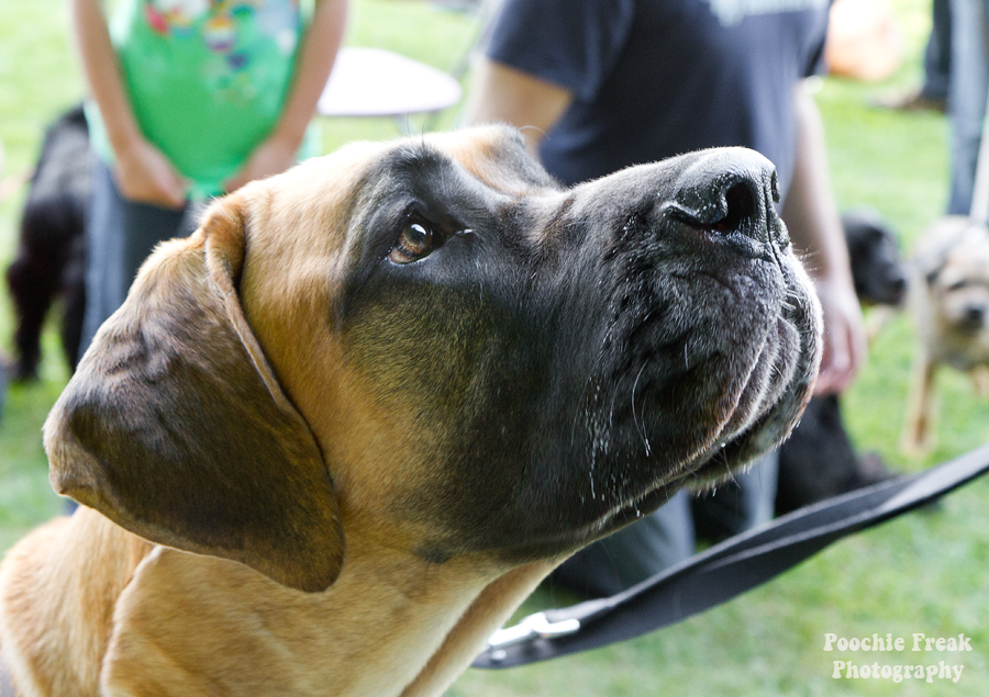 Pet photography, pet photographer UK, Bath Cats & Dogs Home, dog photographer, Great Dane