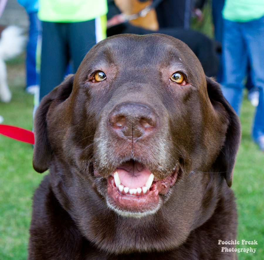 Pet photography, pet photographer UK, Bath Cats & Dogs Home, dog photographer, Chocolate Labrador