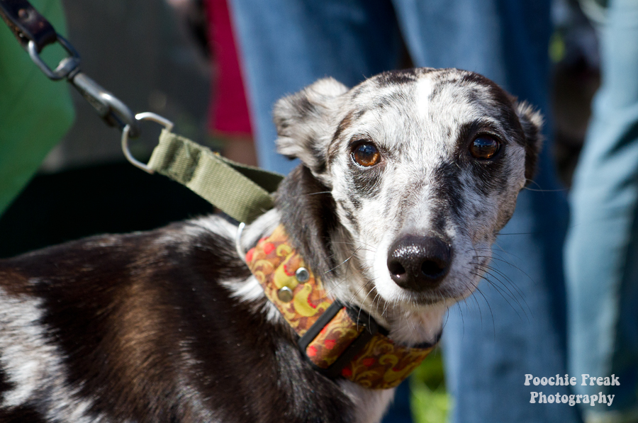 Pet photography, pet photographer UK, Bath Cats & Dogs Home, dog photographer, Lurcher