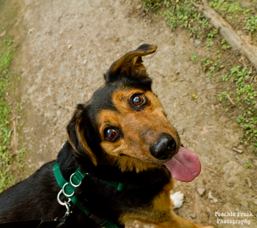 Jasper, Oldies Club, pet photographer, dog photography UK