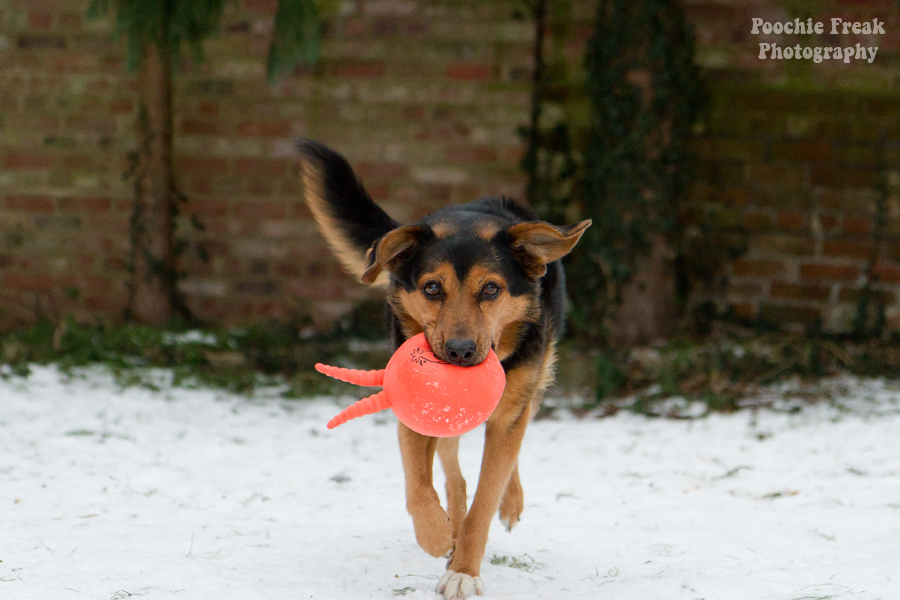 Jasper, Oldies Club, Pet Photography UK, Dog Photographer, Pet Photographer