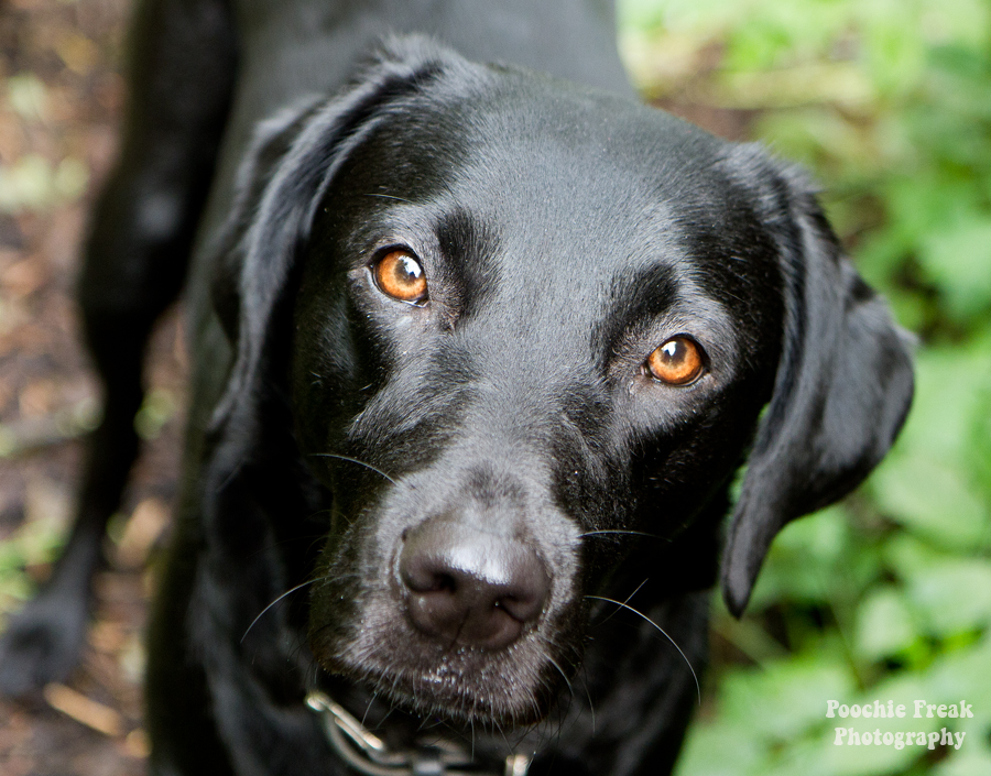 pet photography, pet photographer, dog photography UK, Labrador, Retriever, black Lab