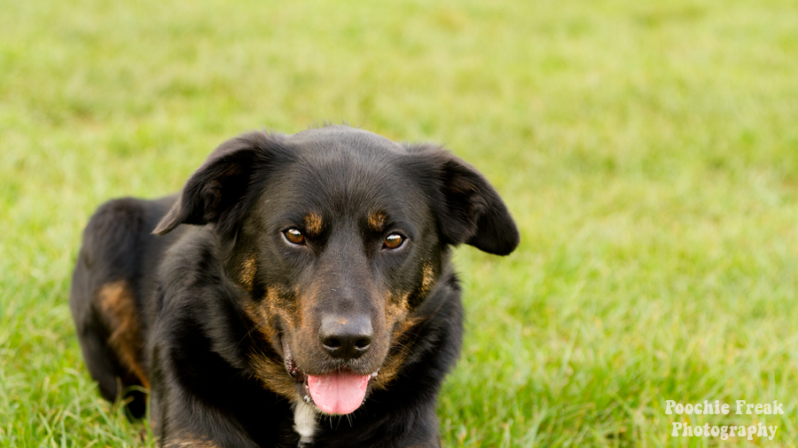 Buddy, Bath Cats & Dogs Home, BCDH, Pet Photography, Dog Photographer, Pet Photographer UK